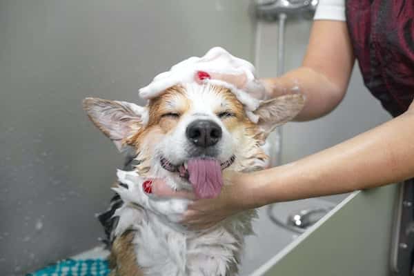 mobile pet grooming insurance